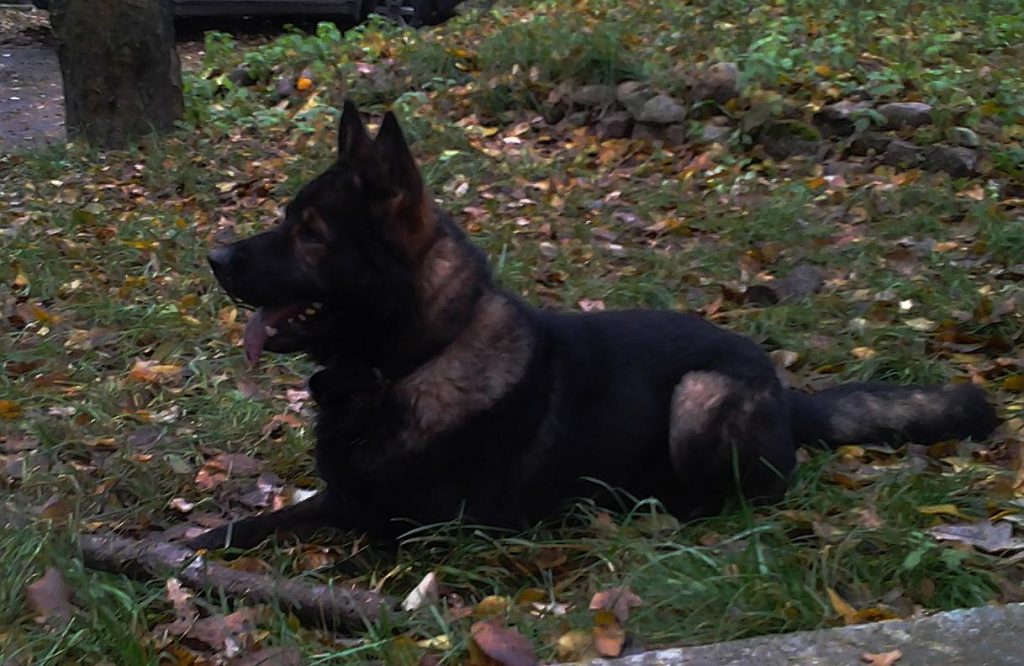 Север ШТАЗИ, живет в Санкт-Петербурге, Россия