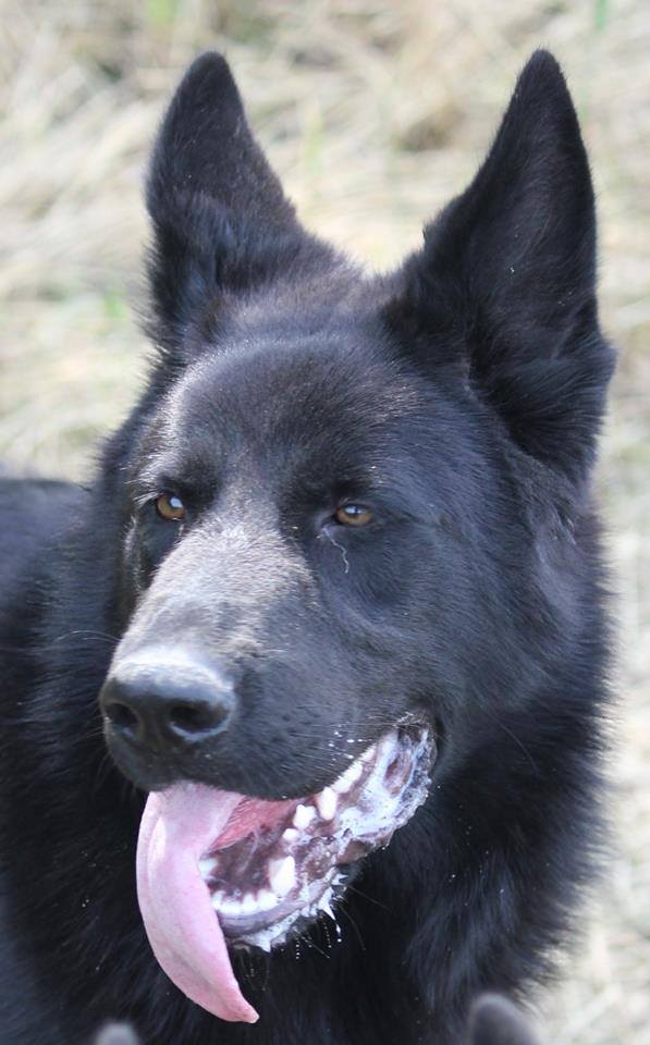 Зейра ШТАЗИ, племенная сука нашего питомника