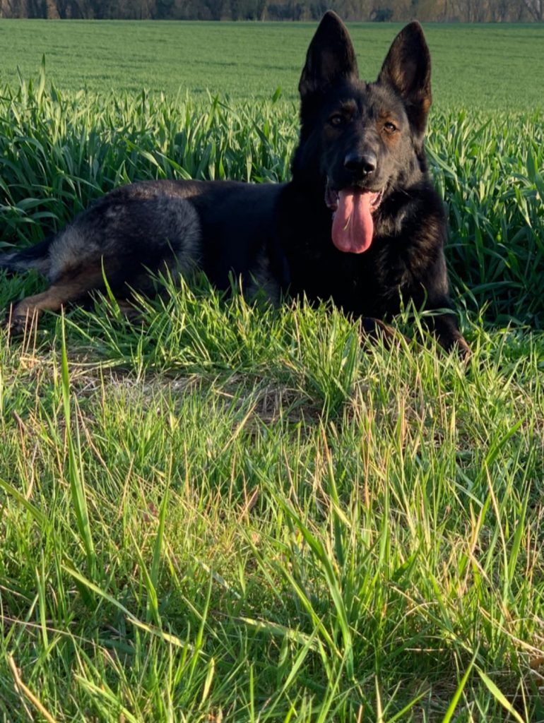 Уля ШТАЗИ, Англия