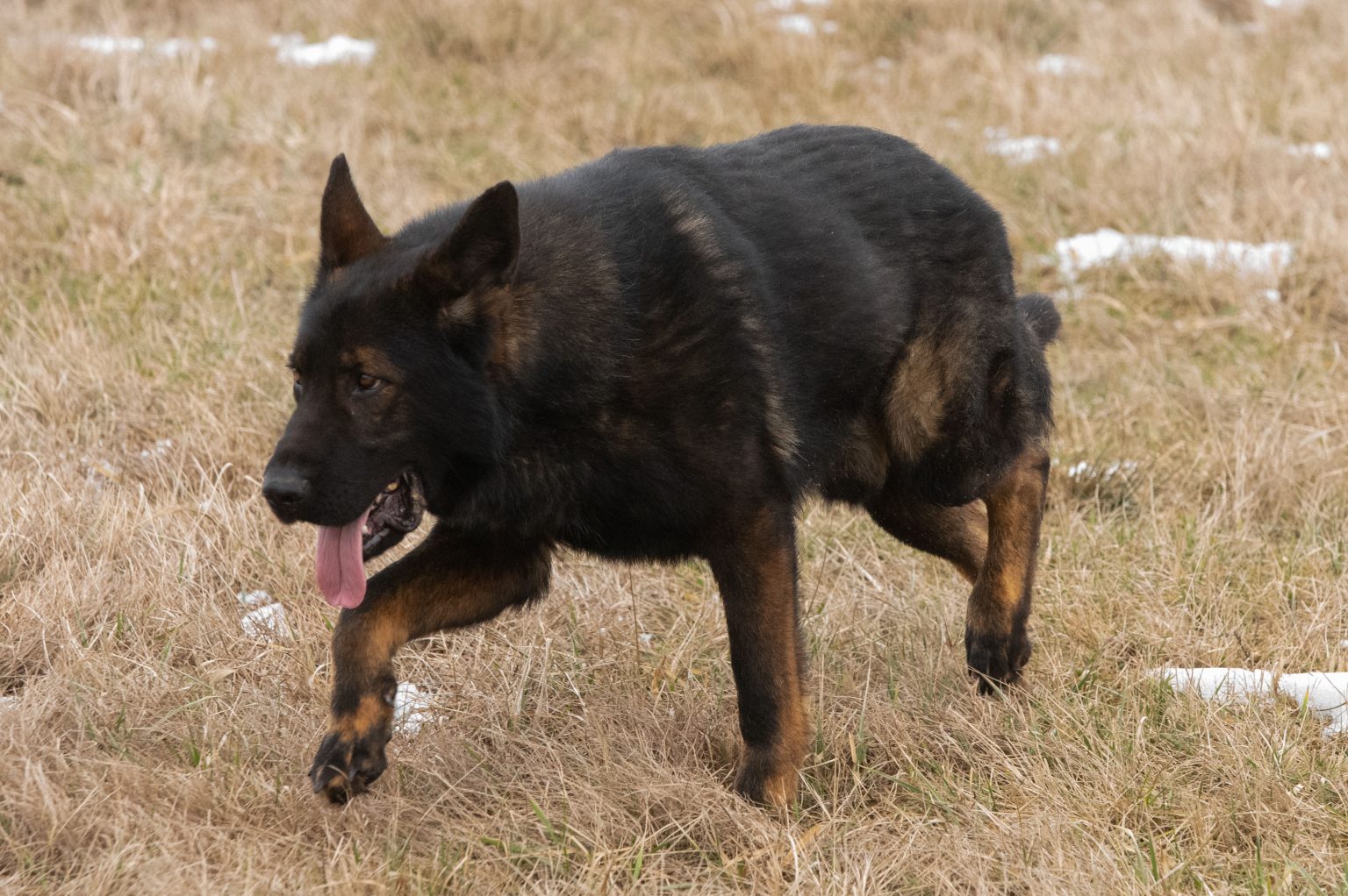 Ares STASI, 1 year old DDR Male