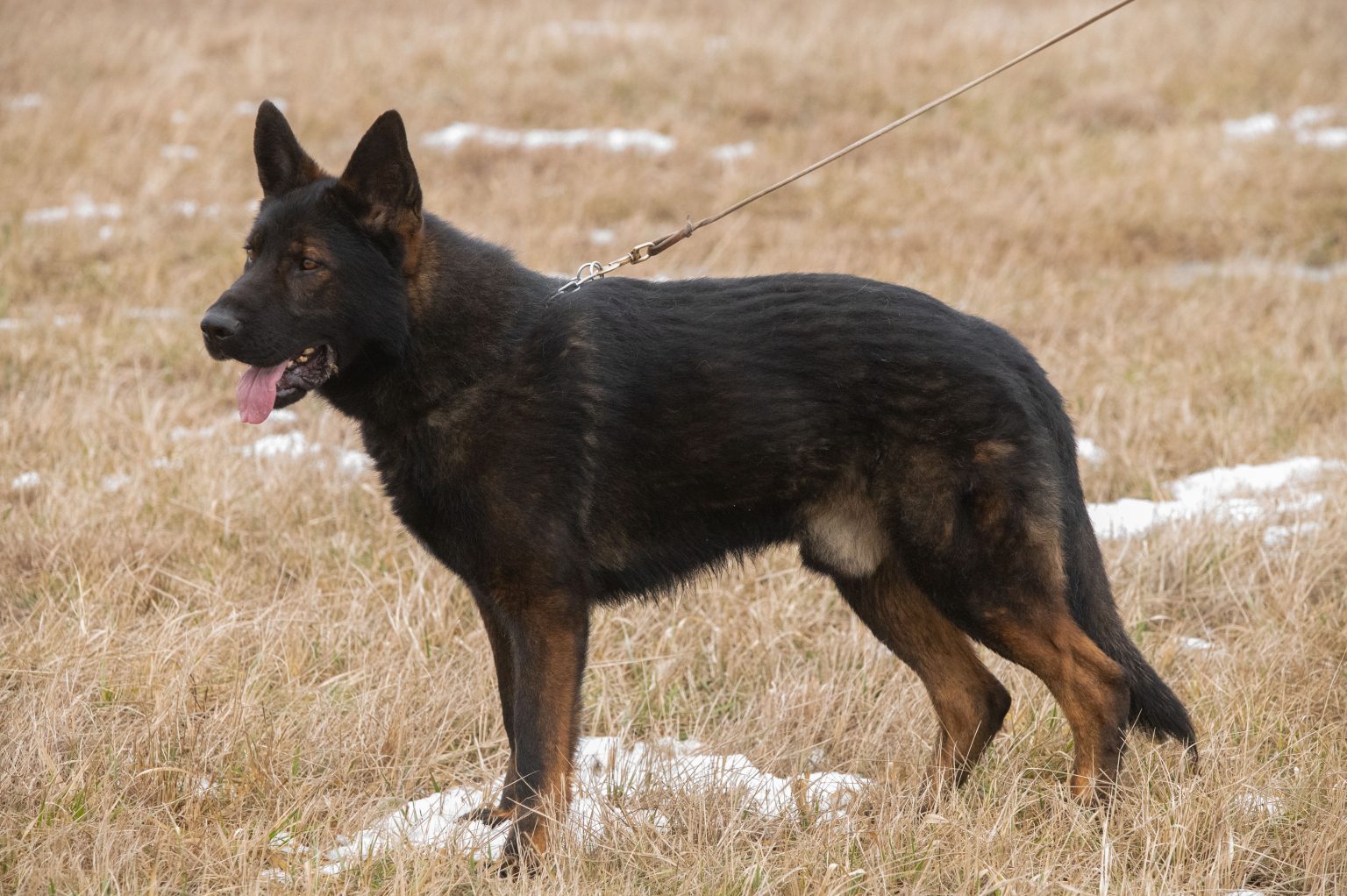 Ares STASI, 1 year old DDR Male