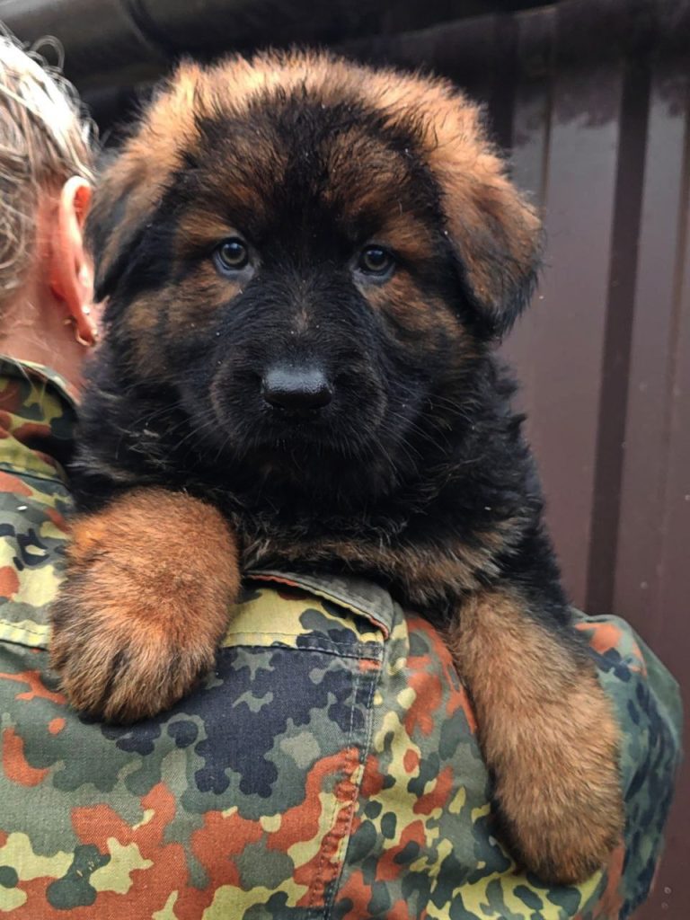 Эвелина ШТАЗИ