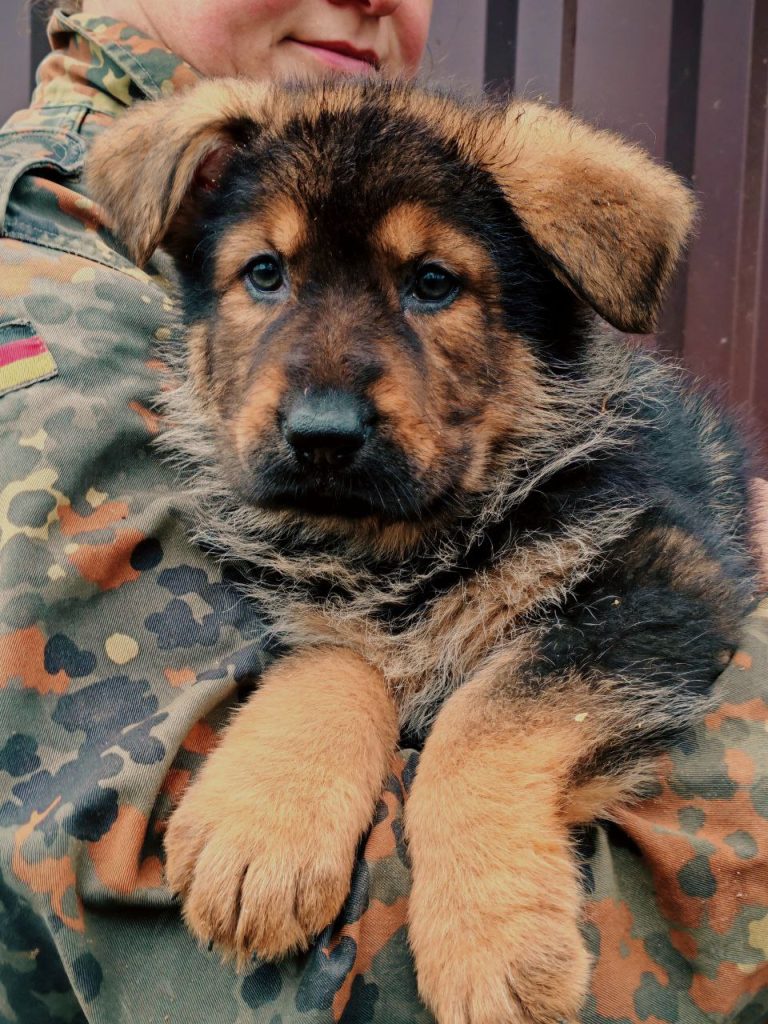 Эдельвейс ШТАЗИ