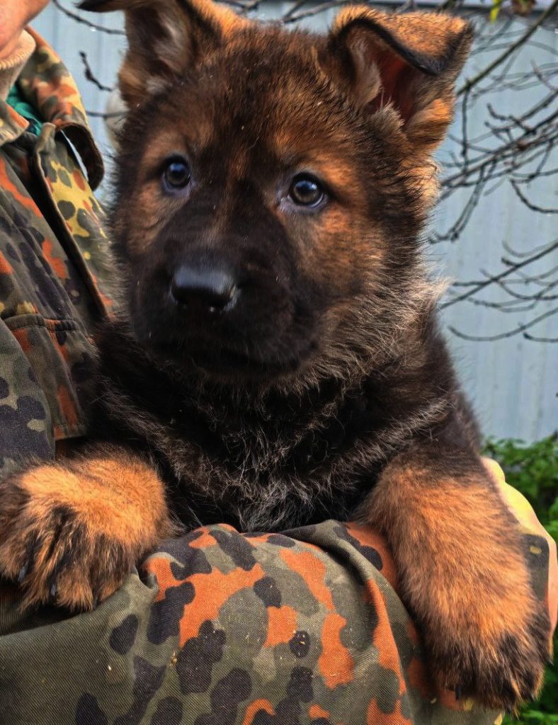 Эллада ШТАЗИ