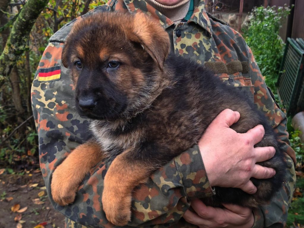 Эльдорадо ШТАЗИ