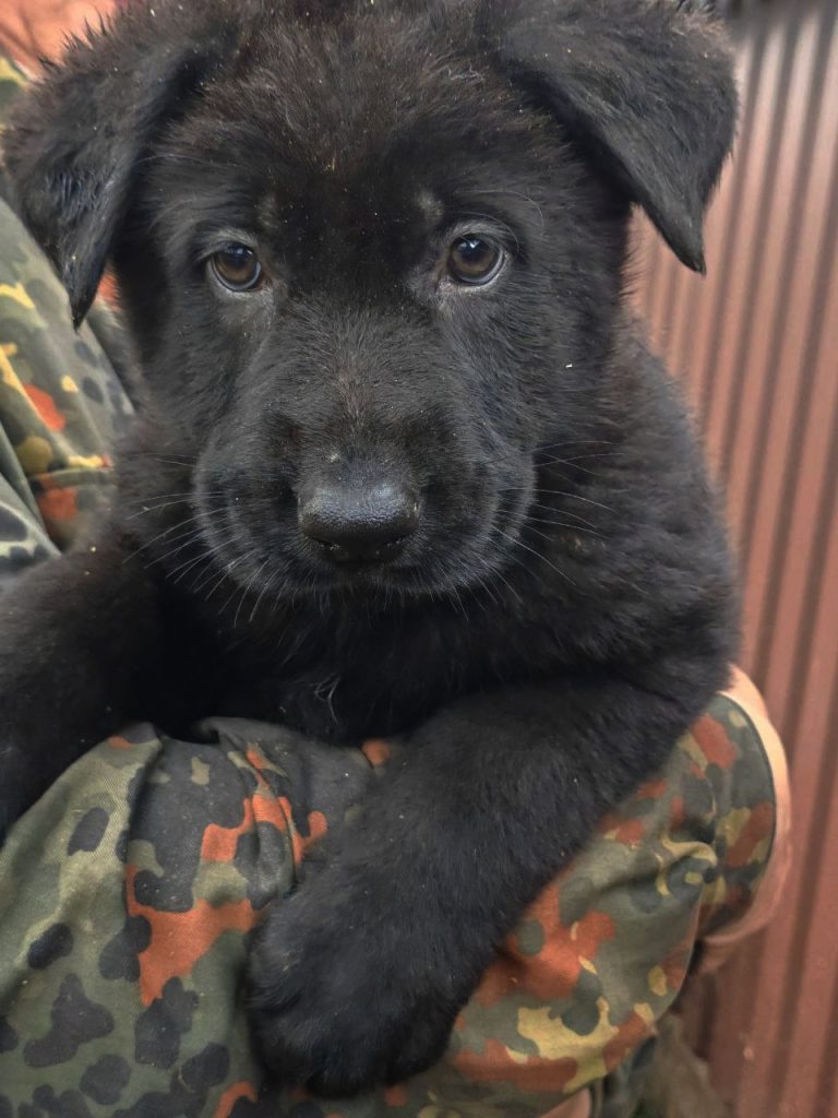 Эрнест ШТАЗИ