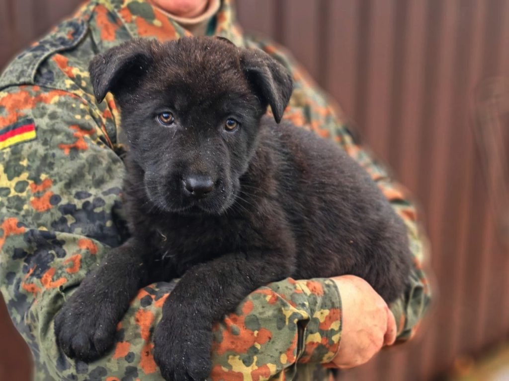 Даяна ШТАЗИ