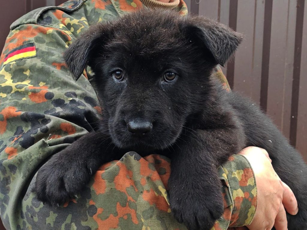 Дильма ШТАЗИ