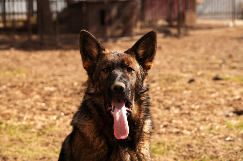 Феруза ШТАЗИ