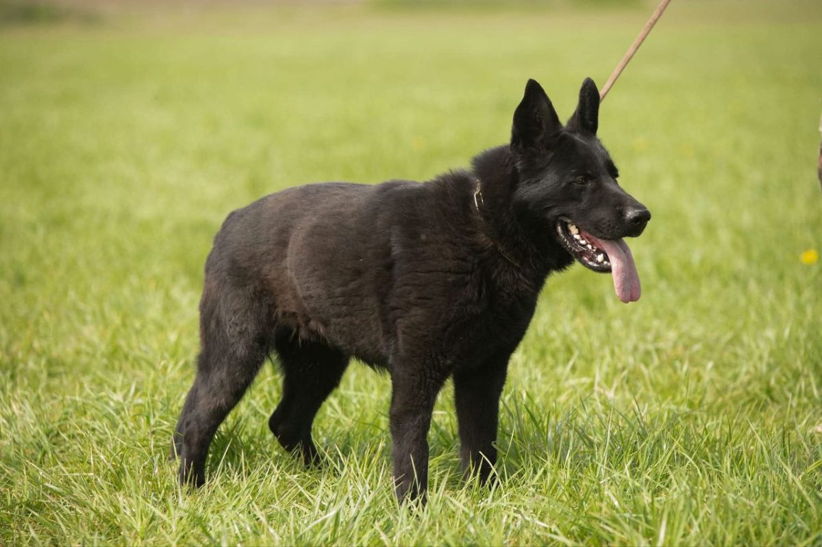 Кседос ШТАЗИ