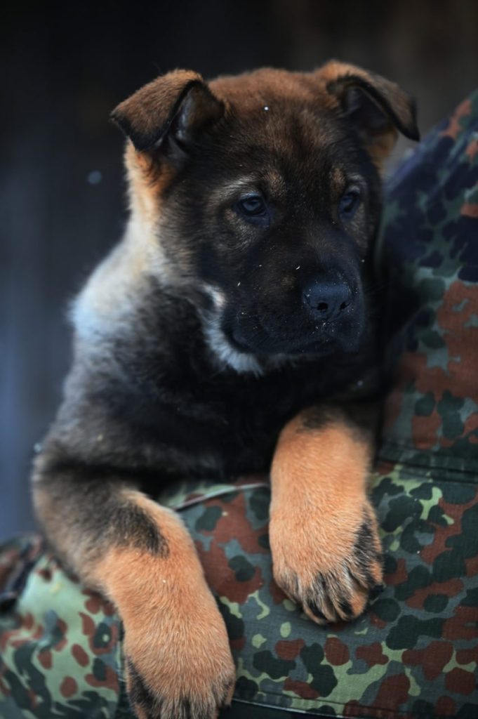 Финка ШТАЗИ